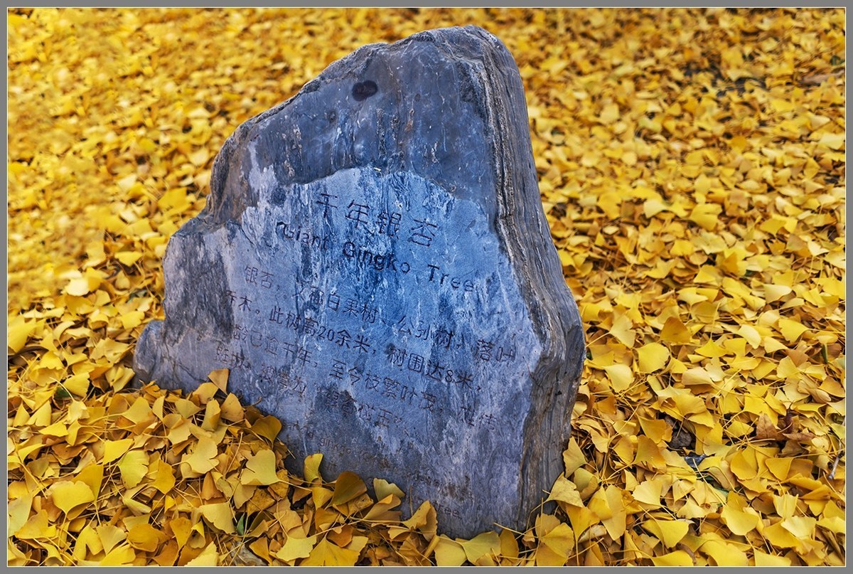 西山名剎“大觉寺”随拍