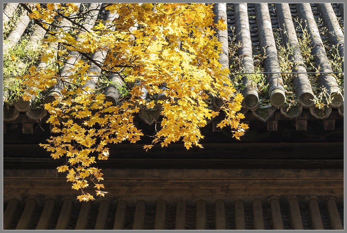 西山名剎“大觉寺”随拍