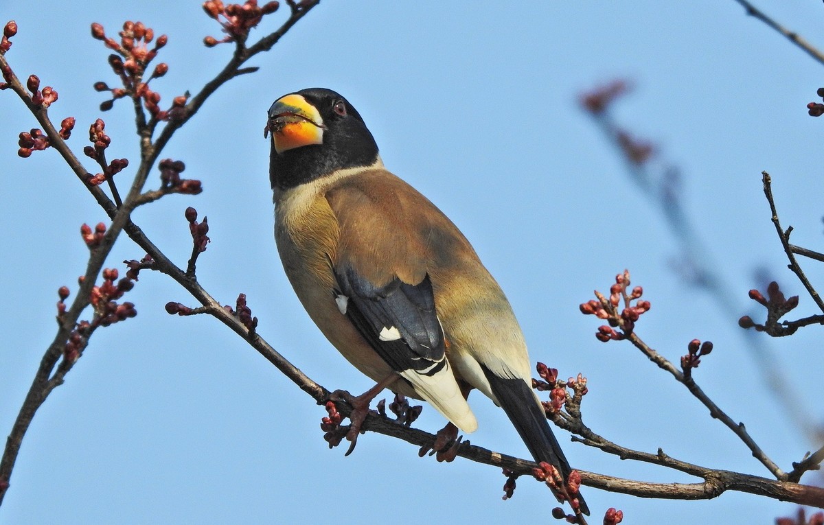 长焦拍鸟〖腊嘴〗