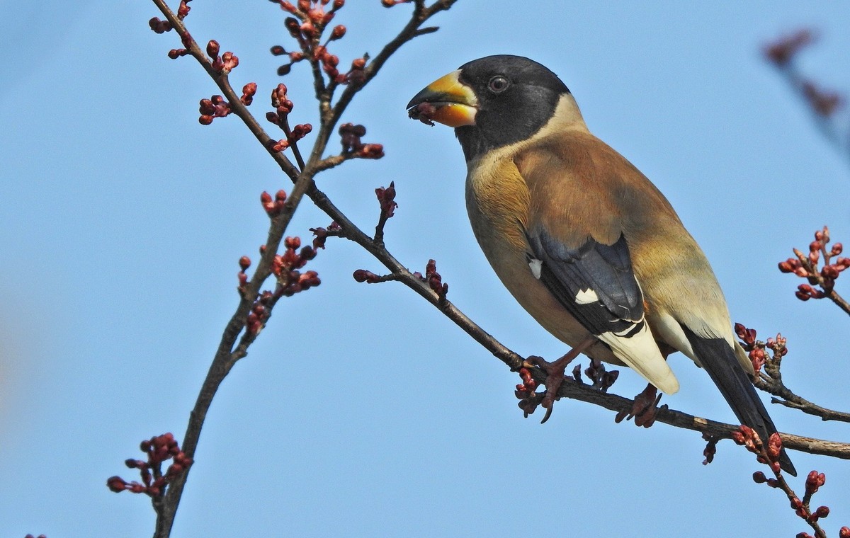 长焦拍鸟〖腊嘴〗