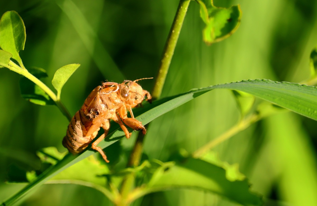 青草上的蝉蛹壳