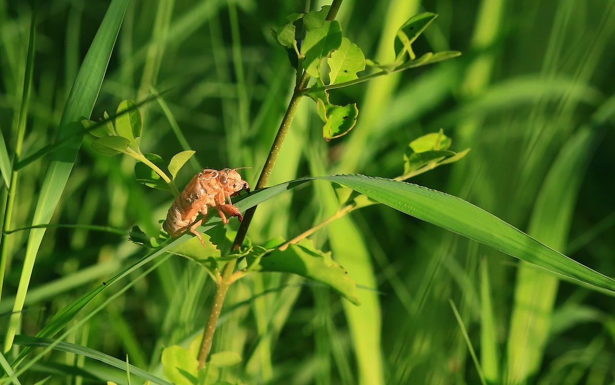 青草上的蝉蛹壳