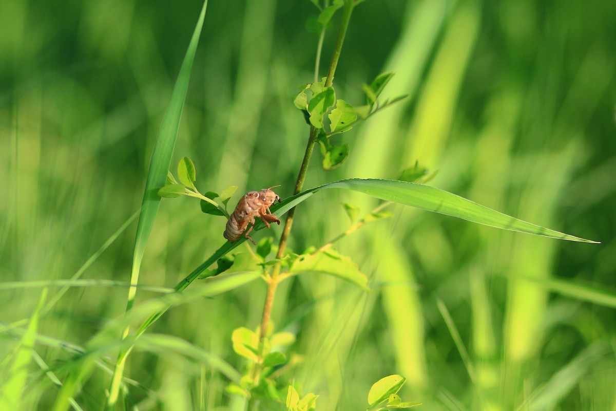 青草上的蝉蛹壳