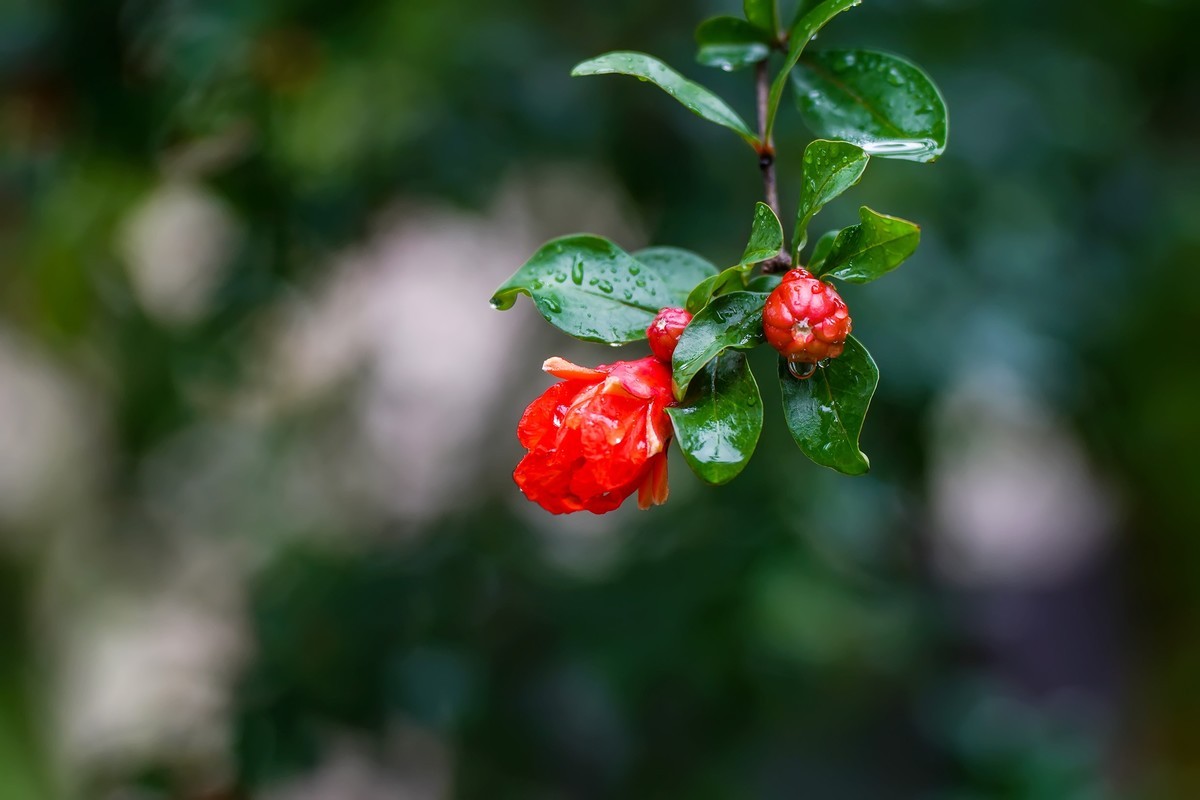 娇艳欲滴石榴花
