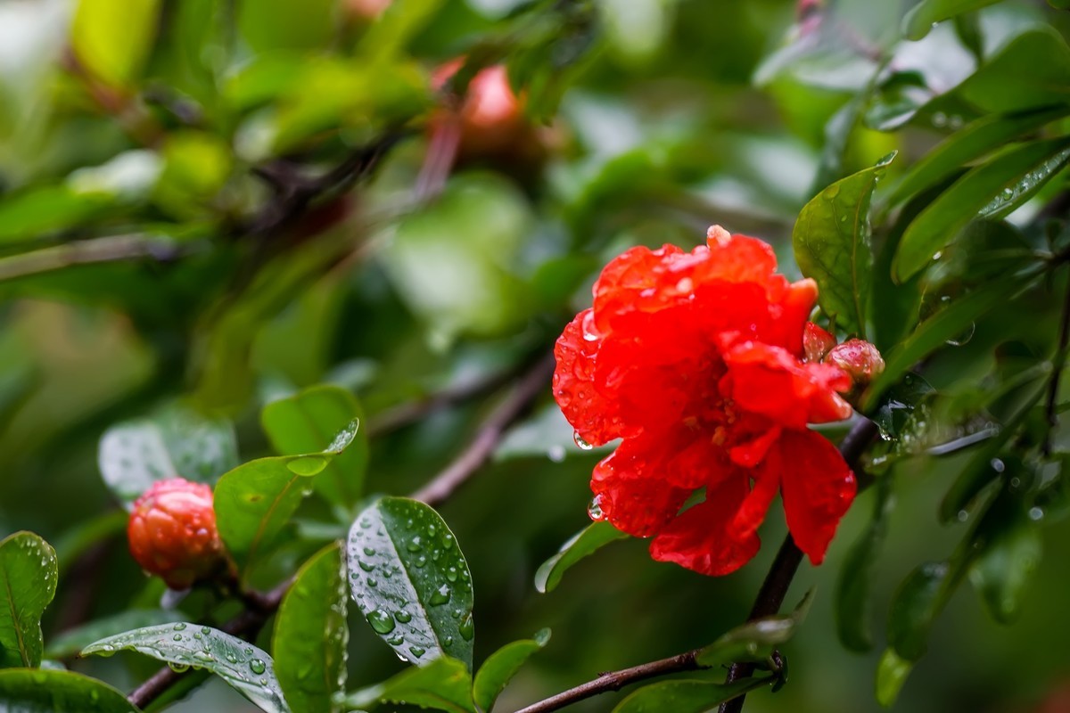 娇艳欲滴石榴花