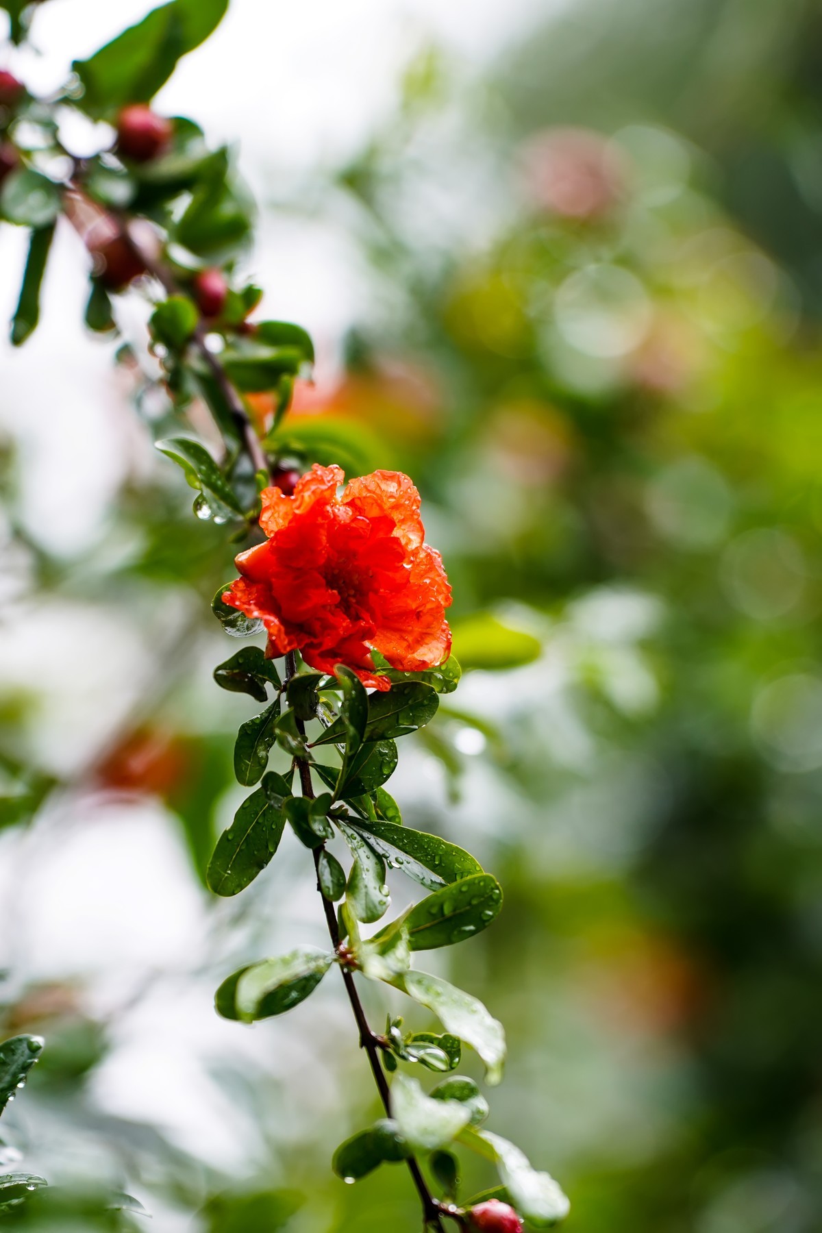 娇艳欲滴石榴花