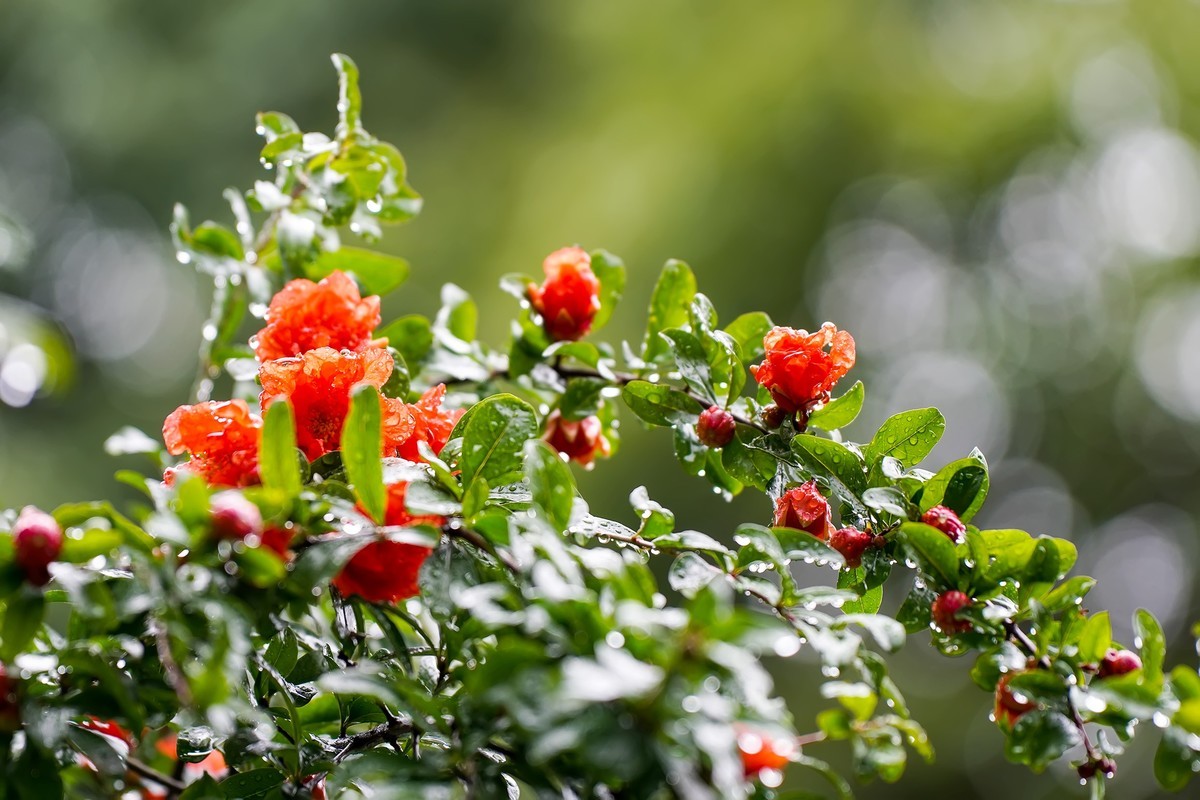 娇艳欲滴石榴花
