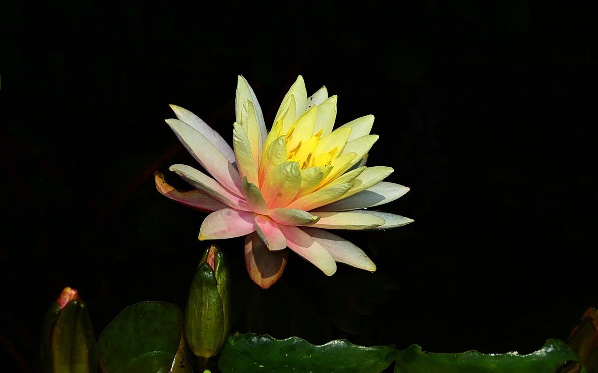 #春末夏初#-----睡莲花色