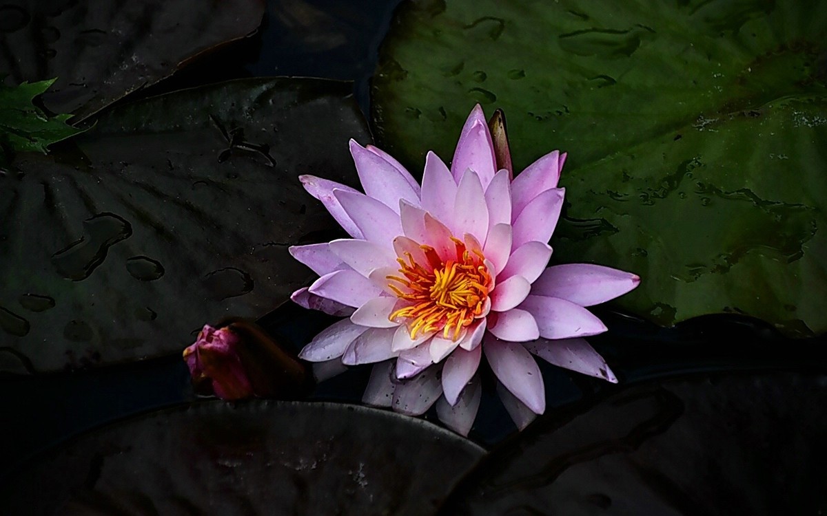 #春末夏初#-----睡莲花色