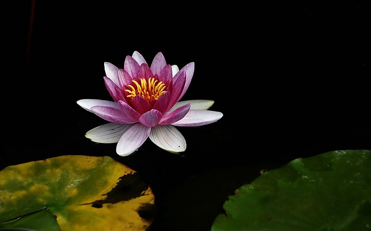 #春末夏初#-----睡莲花色