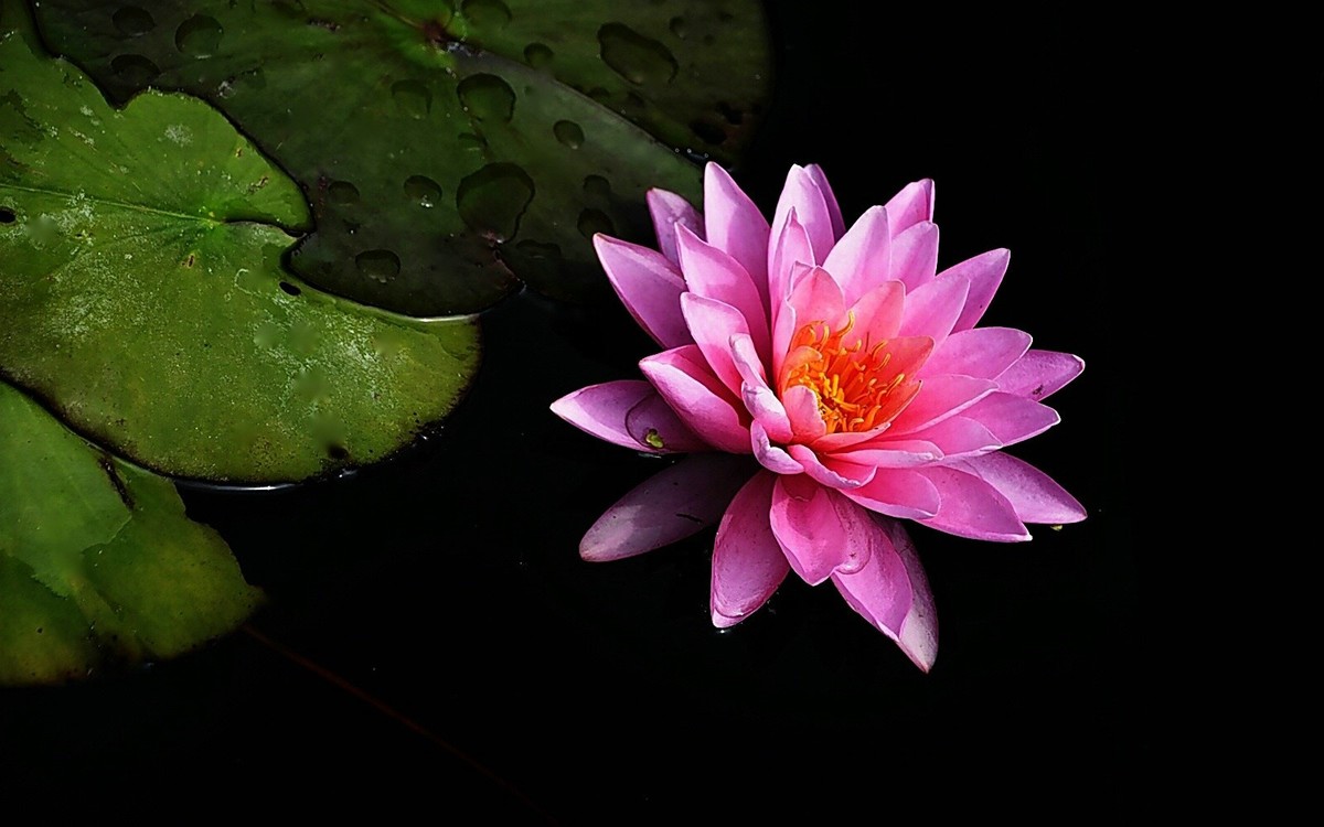 #春末夏初#-----睡莲花色