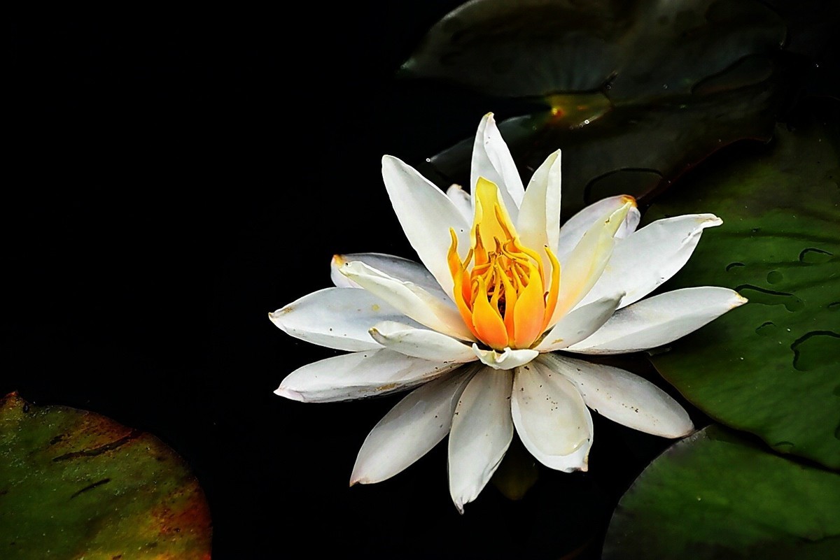 #春末夏初#-----睡莲花色