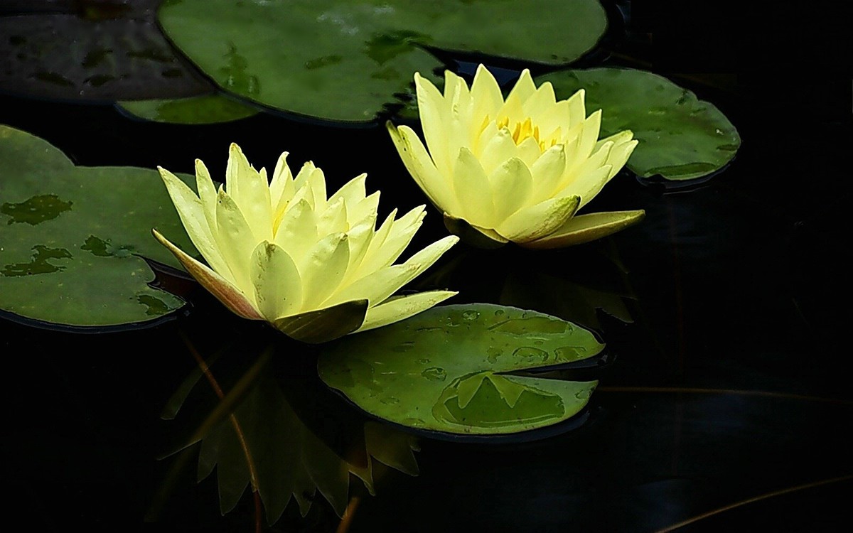 #春末夏初#-----睡莲花色