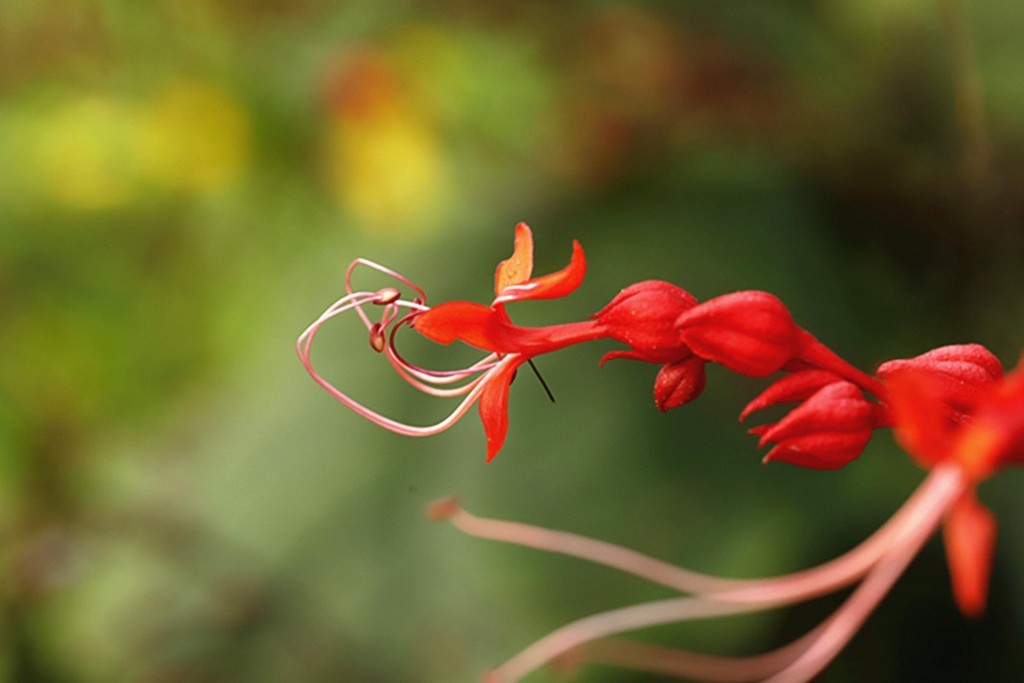 红火喜庆桢桐花..
