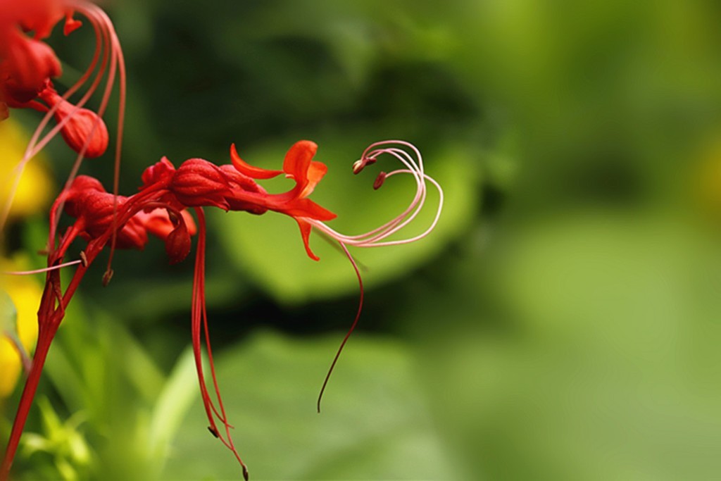 红火喜庆桢桐花..