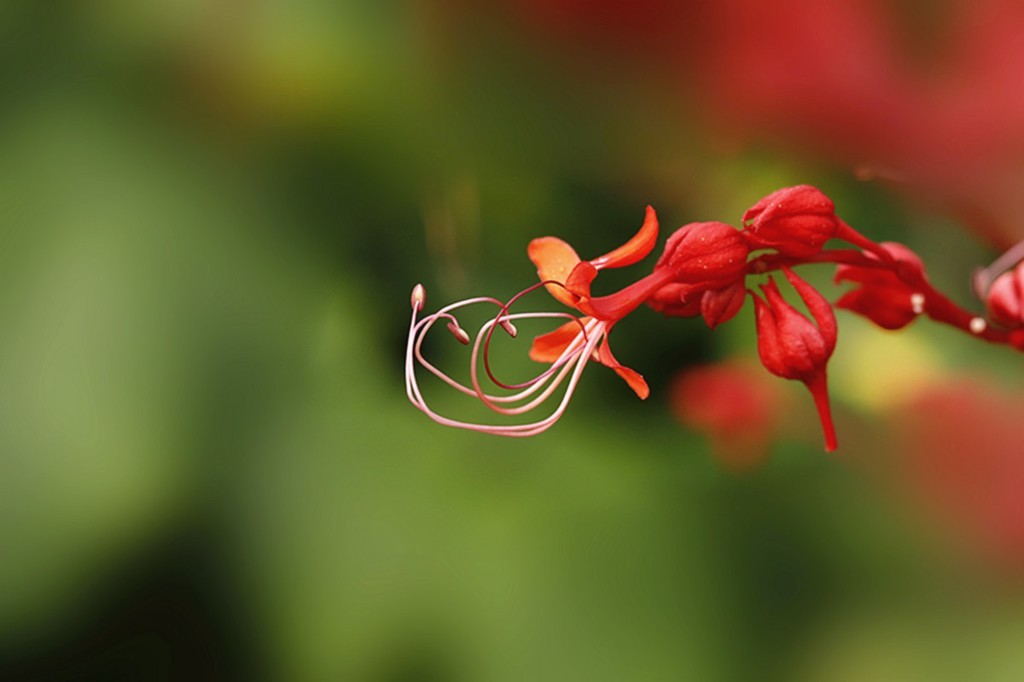 红火喜庆桢桐花..