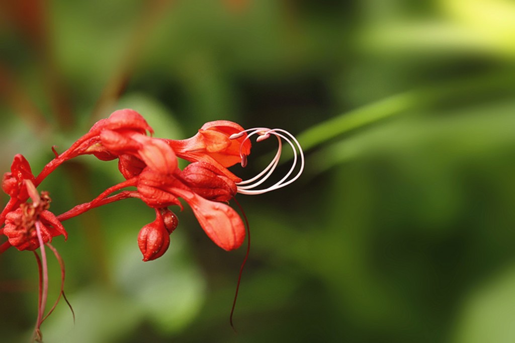 红火喜庆桢桐花..