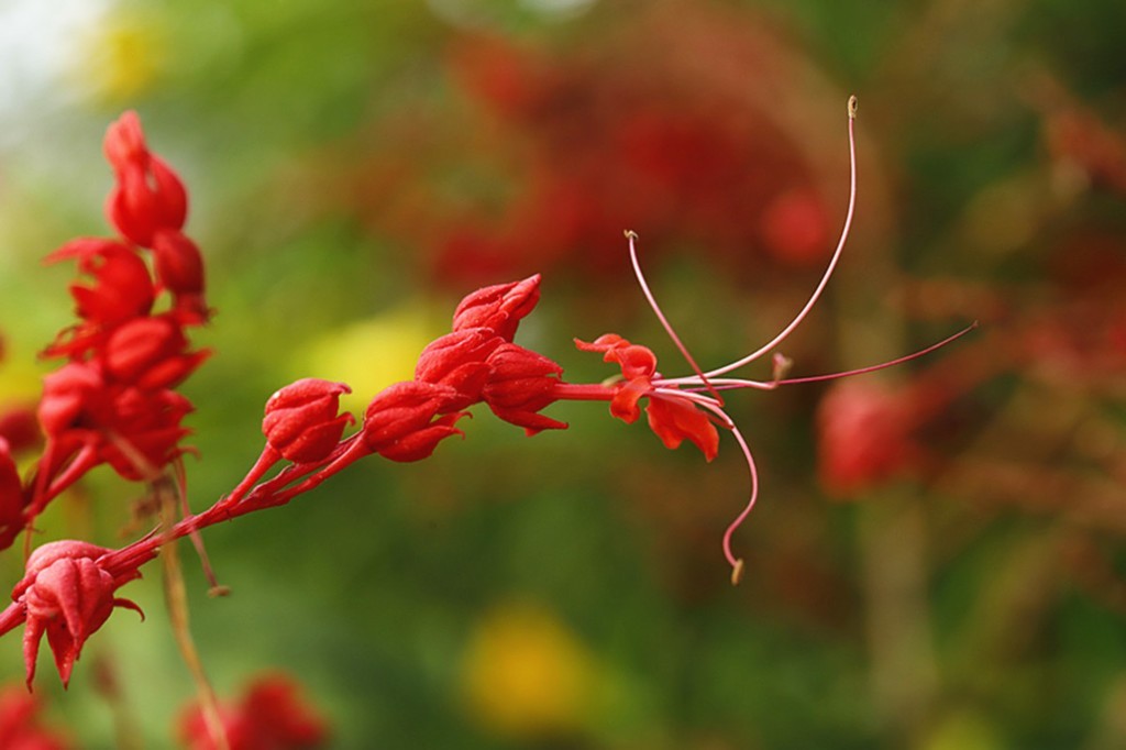红火喜庆桢桐花..