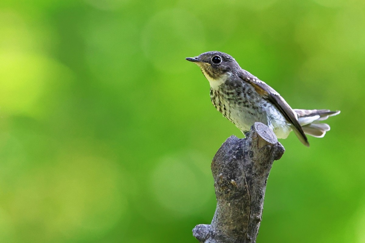 祝各位老师中秋节、国庆节双节吃好、喝美、玩爽，高高兴兴，和和美美，吉祥如意！