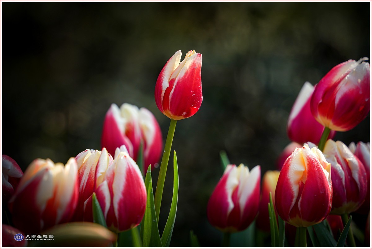 2024-（056）武汉植物园随拍（三）