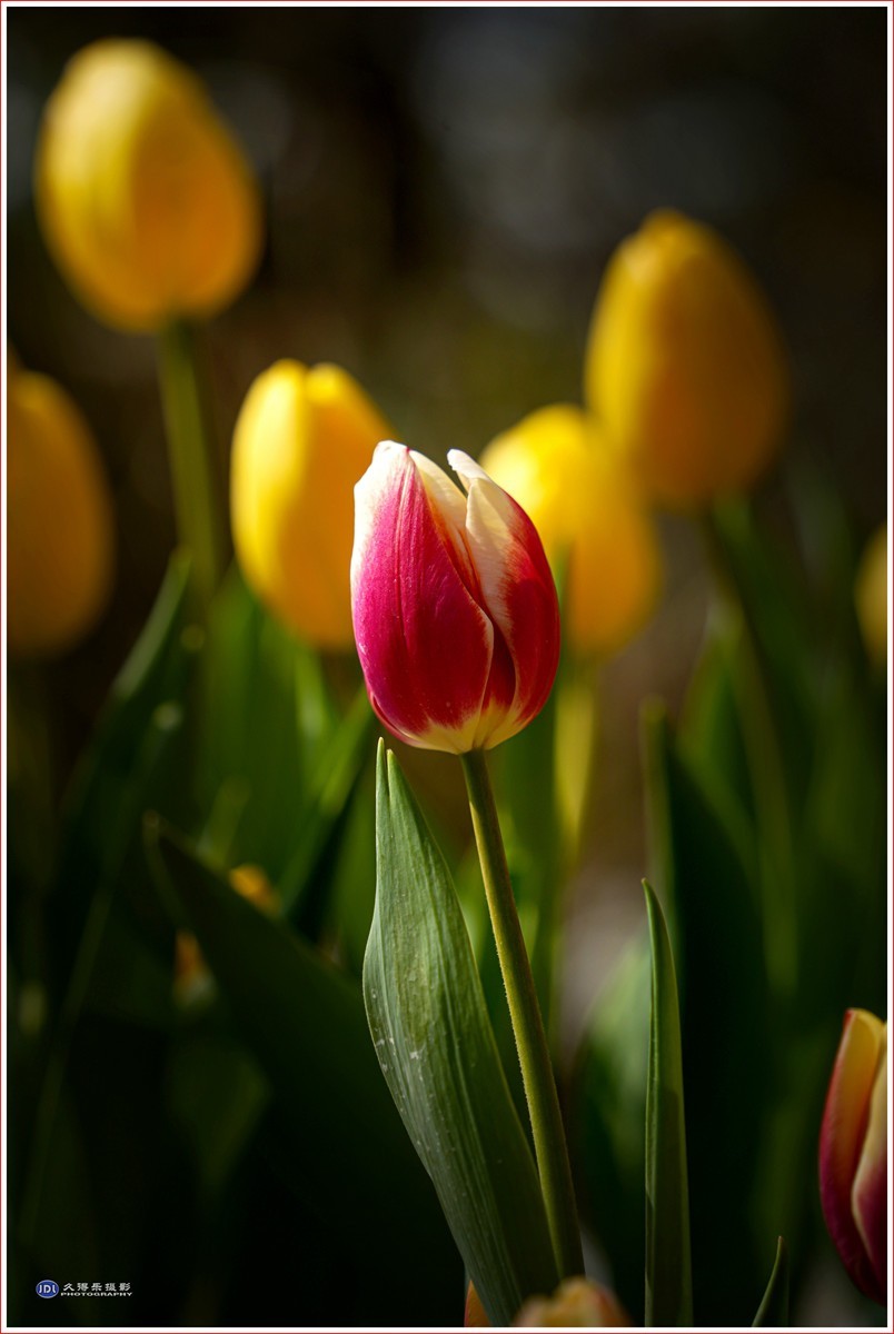 2024-（056）武汉植物园随拍（三）