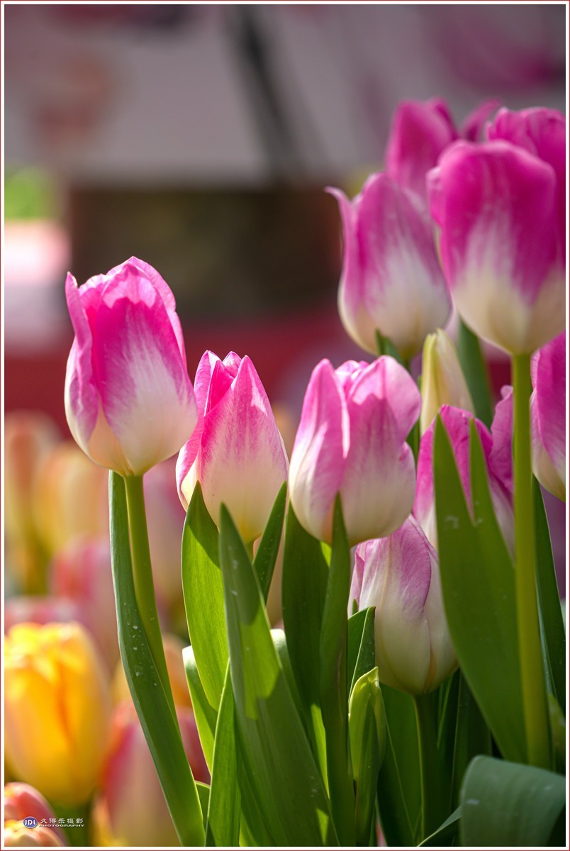 2024-（056）武汉植物园随拍（三）