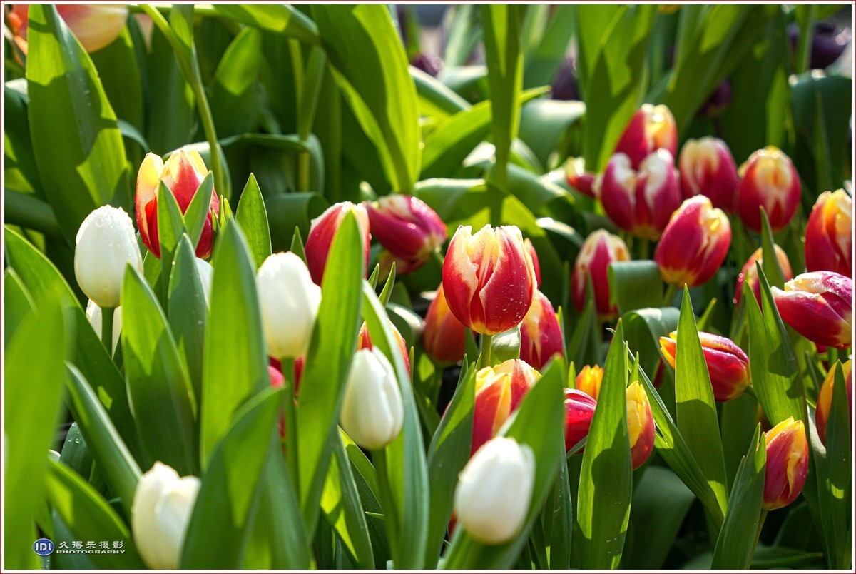 2024-（056）武汉植物园随拍（三）