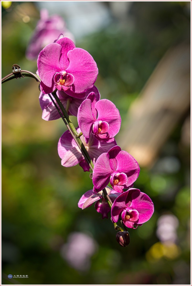 2024-（056）武汉植物园随拍（三）