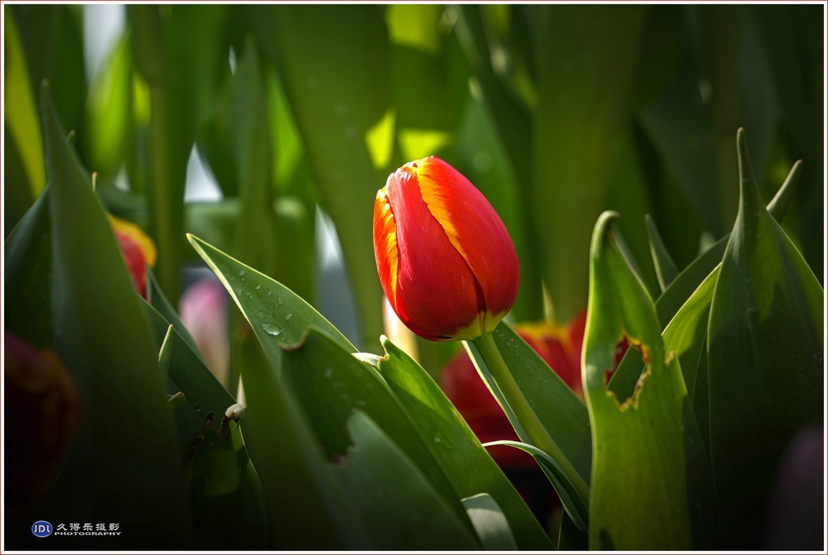 2024-（056）武汉植物园随拍（三）