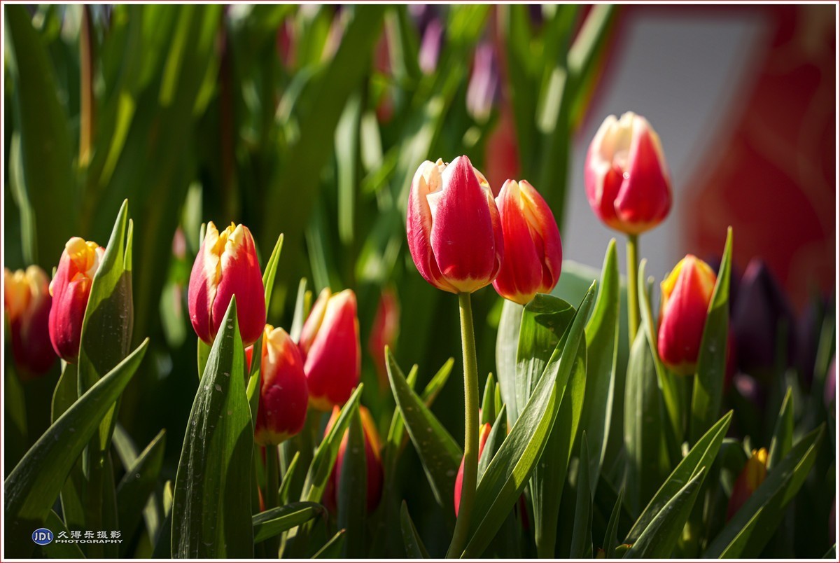 2024-（056）武汉植物园随拍（三）