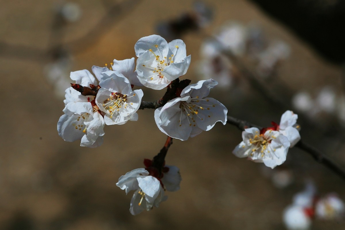 晶莹剔透的杏花（上）