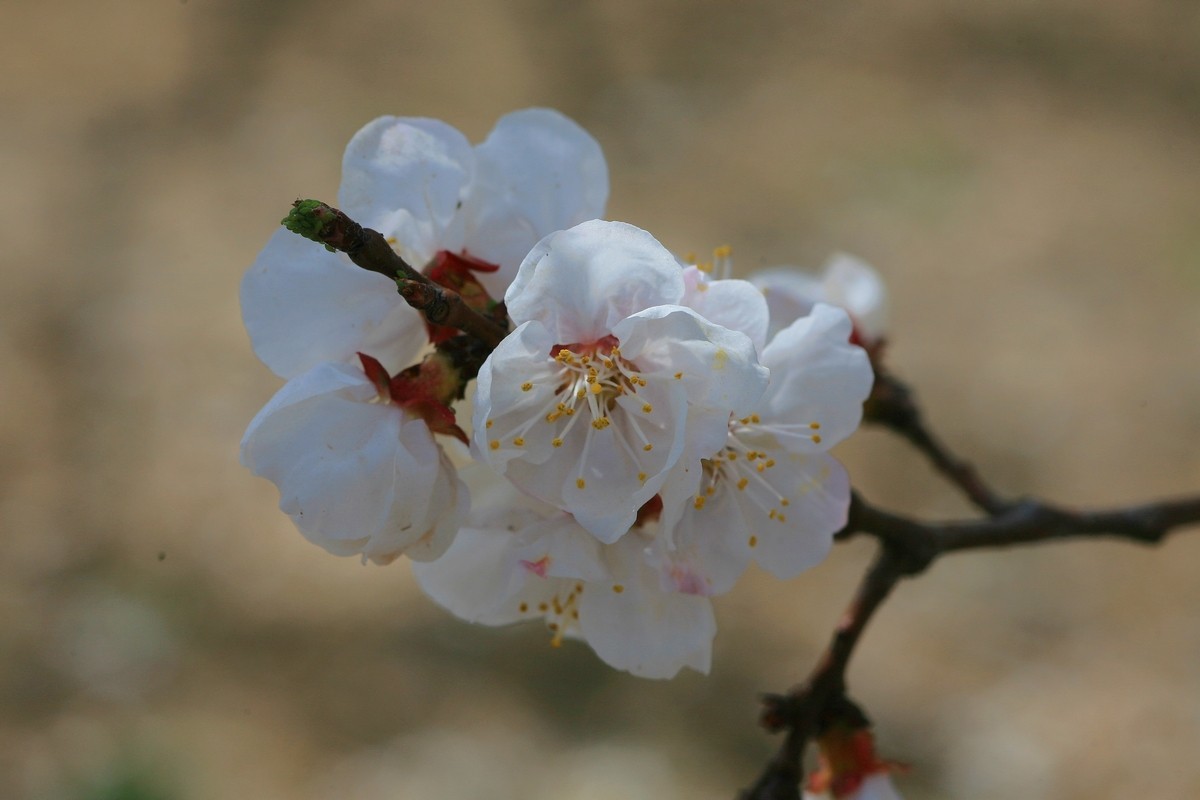 晶莹剔透的杏花（上）