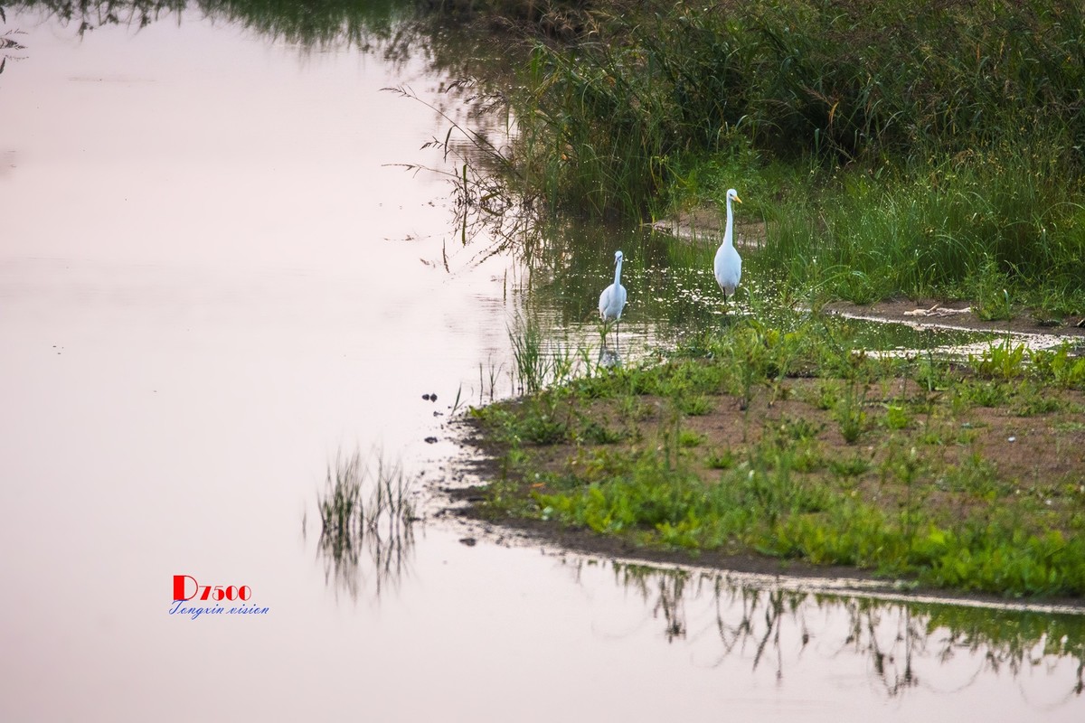 蒙古贞白鹭洲（68）