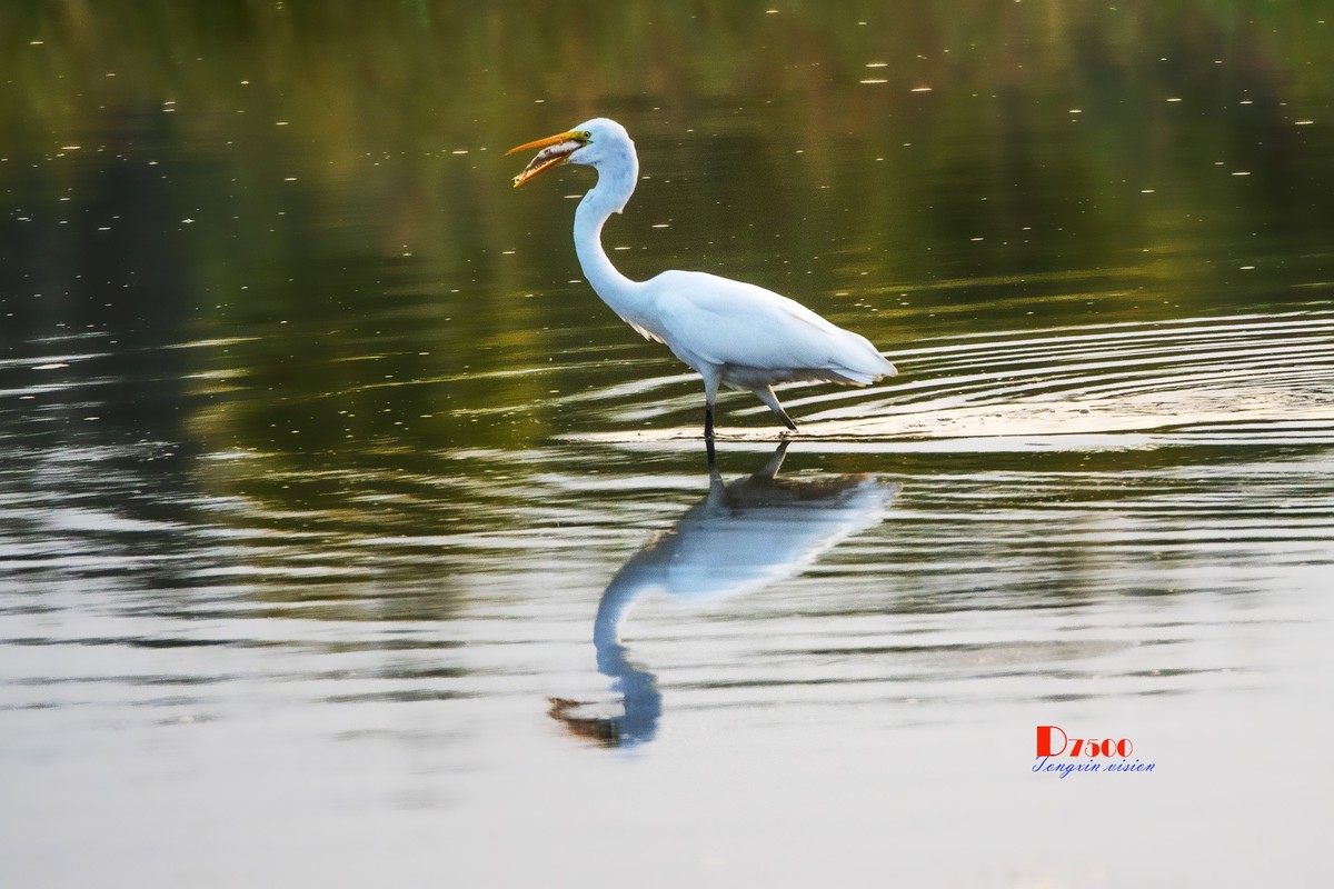 蒙古贞白鹭洲（68）