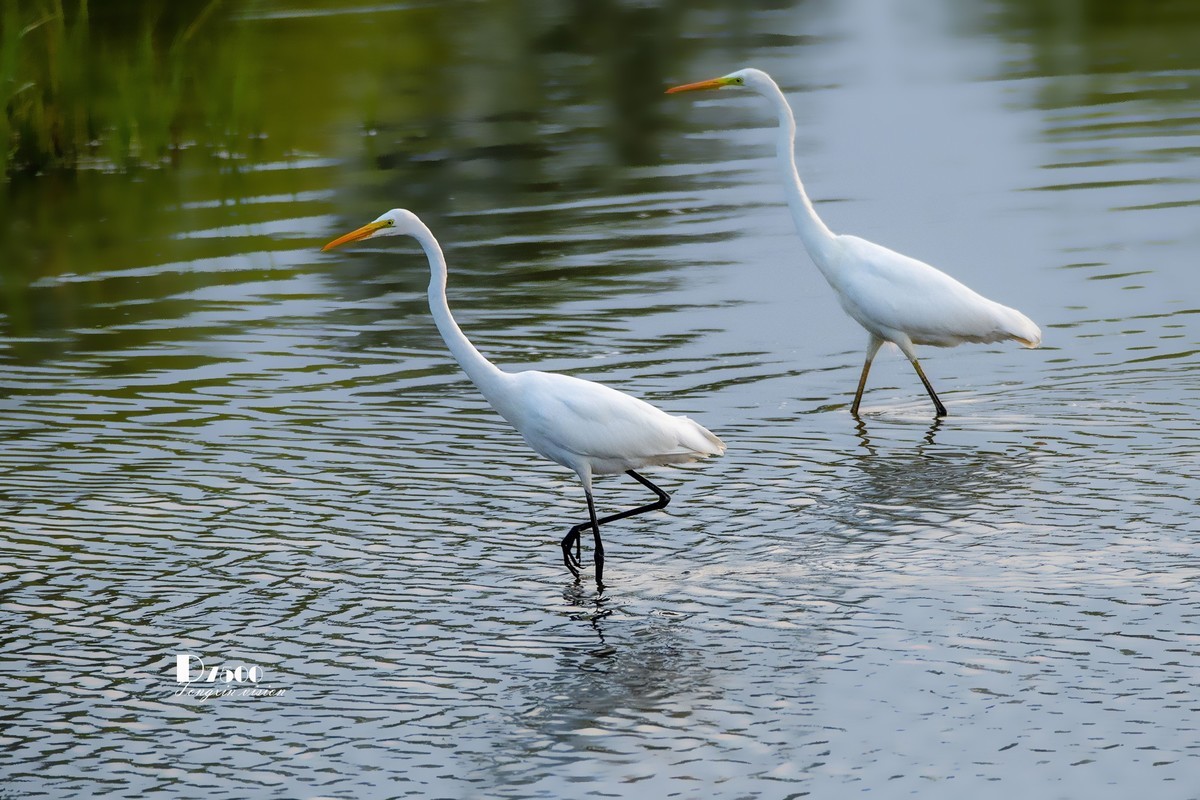 蒙古贞白鹭洲（68）