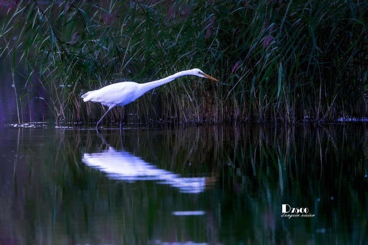 蒙古贞白鹭洲（68）