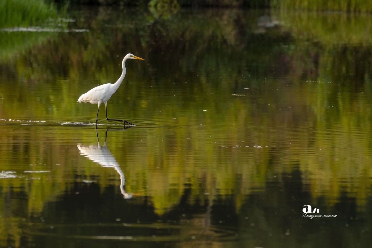 蒙古贞白鹭洲（68）