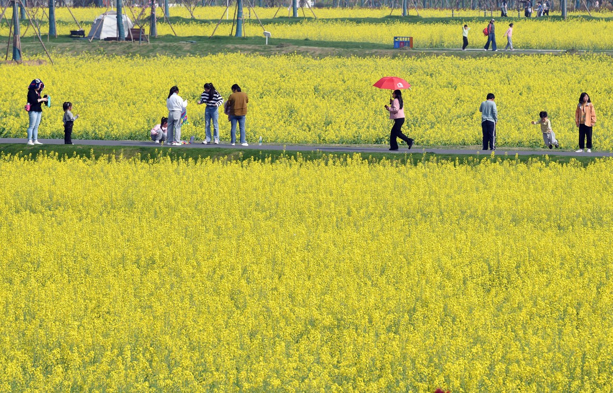 人在花海中