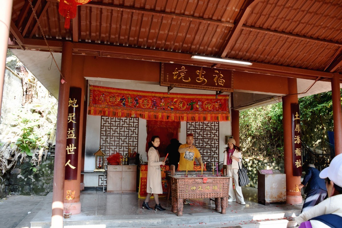 2024春节 滇桂沿边行（45）金花茶