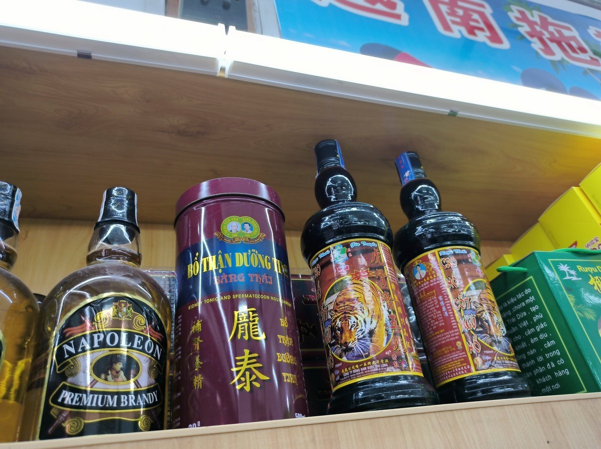 2024春节 滇桂沿边行（45）金花茶