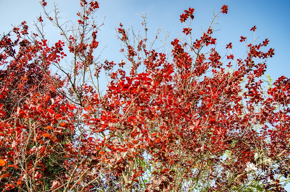 加油之城，美美安龙。“秋意渐浓”