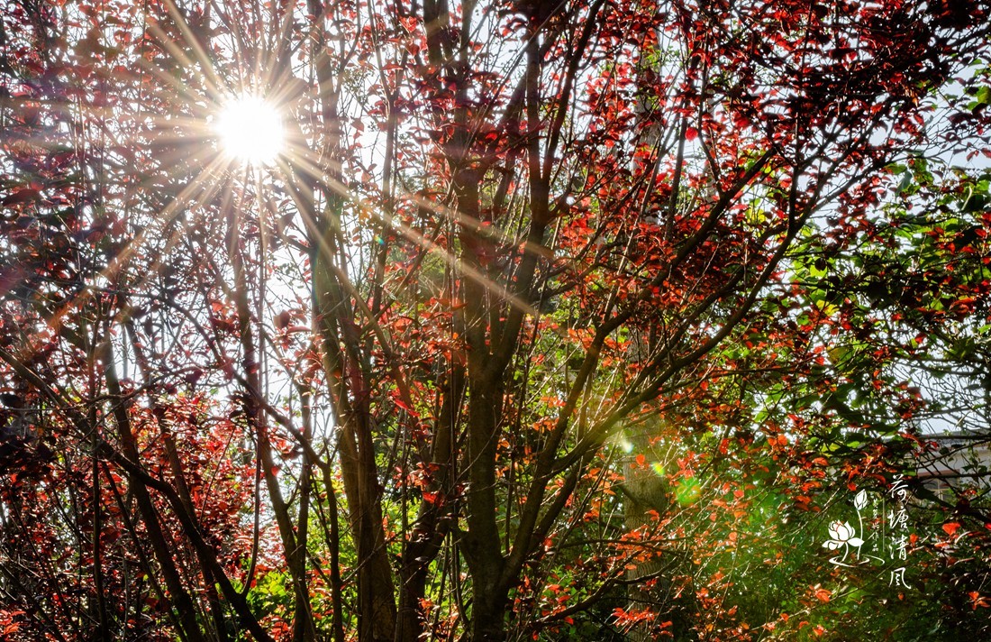 加油之城，美美安龙。“秋意渐浓”