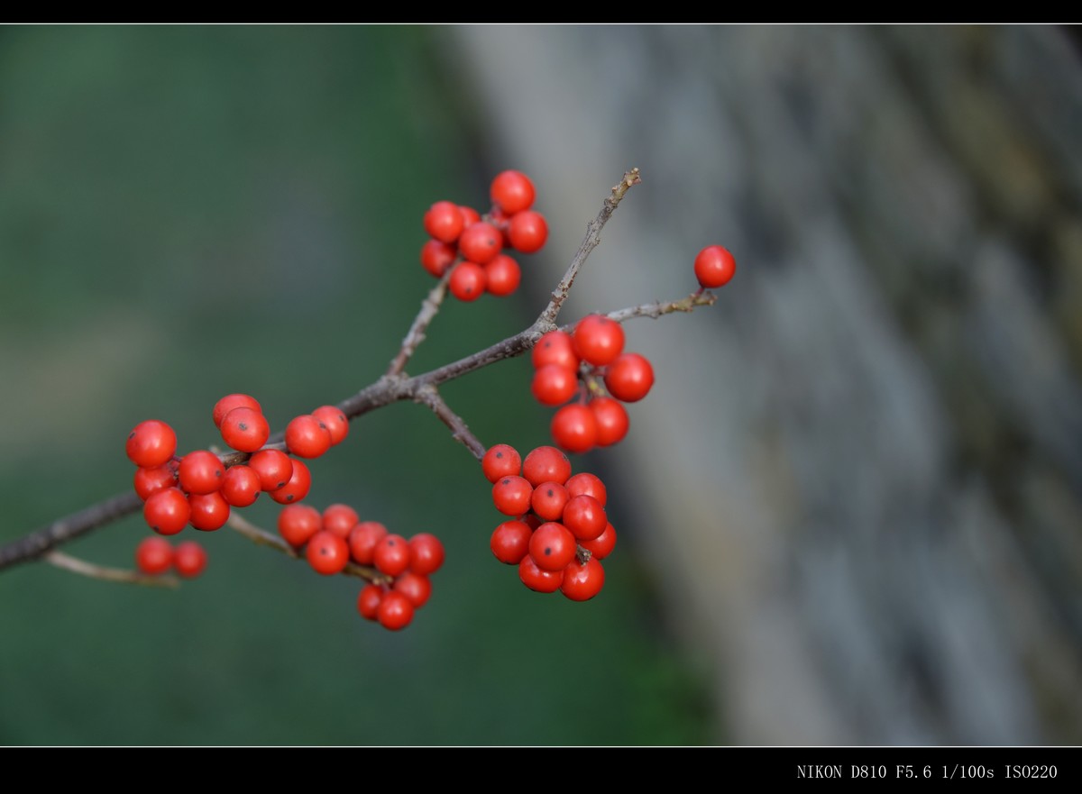 生态园拍金银木