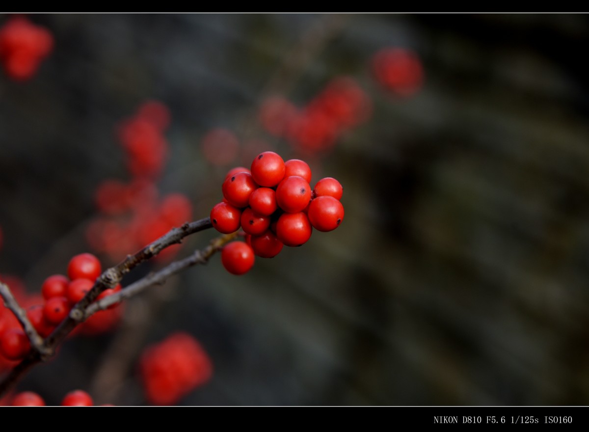 生态园拍金银木