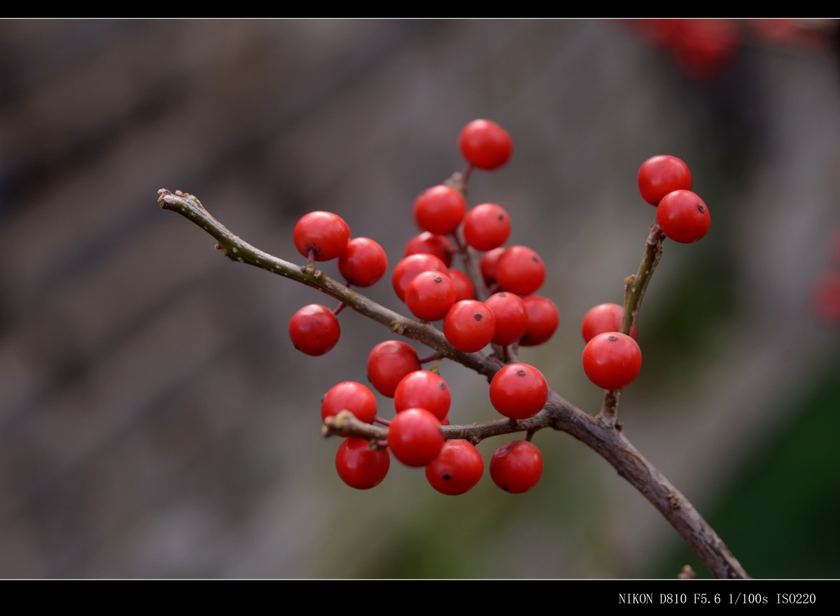 生态园拍金银木