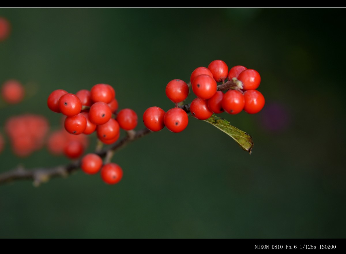 生态园拍金银木