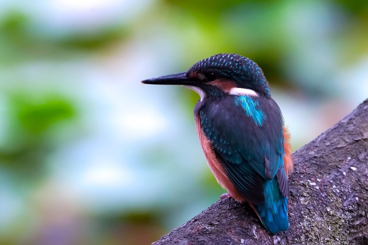 旧片_ 小翠鸟仔仔10