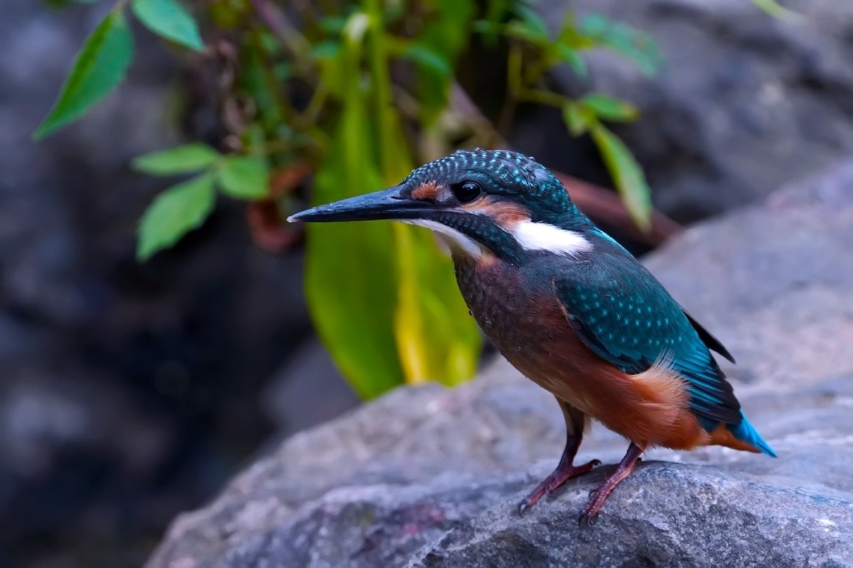 旧片_ 小翠鸟仔仔10