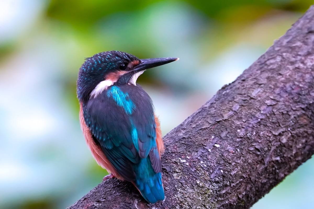 旧片_ 小翠鸟仔仔10