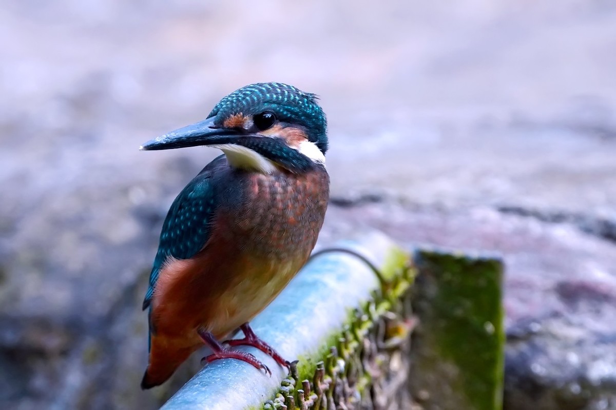 旧片_ 小翠鸟仔仔10